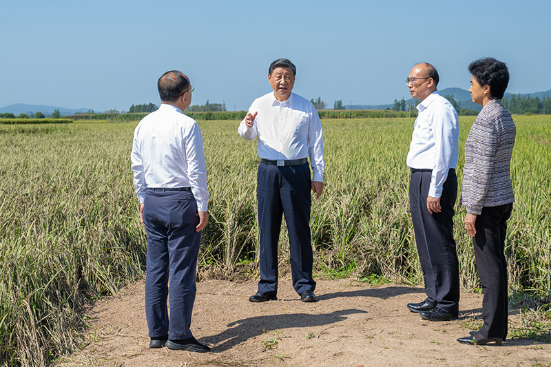 9月6日至8日，中共中央總書記、國(guó)家主席、中央軍委主席習(xí)近平在黑龍江考察。這是7日上午，習(xí)近平在遭受洪澇災(zāi)害的哈爾濱尚志市老街基鄉(xiāng)龍王廟村，察看水稻受災(zāi)情況。